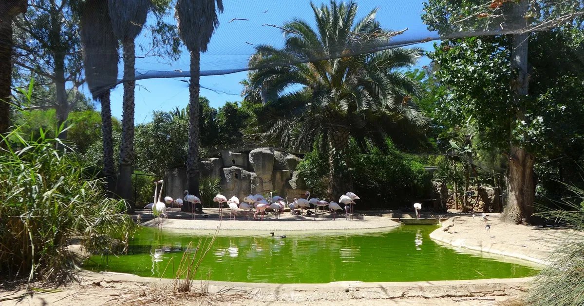 🐒 라고스 동물원 (주 드 라고스)